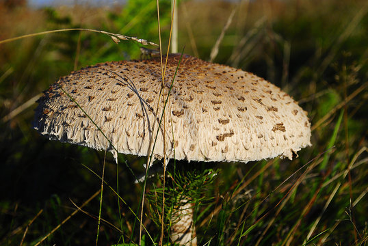 Macrolepiota procera