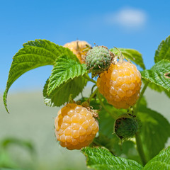 Gelbe Himbeeren - Rubus