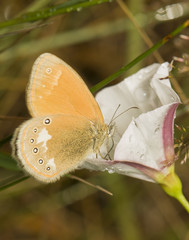 Fototapeta premium Coenonympha glycerion