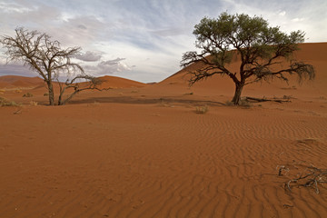 Namib-Naukluft-Nationalpark