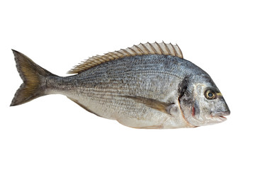 Freshwater Fish isolated + Clipping Path