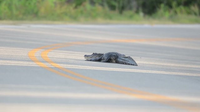 American Alligator on road