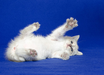 Cute kitten laying down