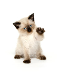 Cute kitten with paw up