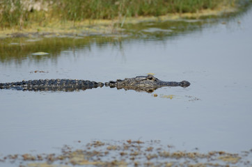American alligator in still water
