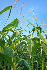 Closeup of Corn in Field