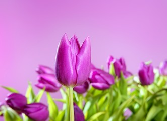 tulips pink flowers pink studio shot