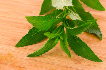 Mint leaves isolated on white