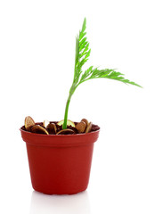 Young plant in pot with coins isolated on white. Ukrainian coins