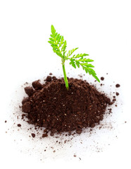 Young plant in ground over white