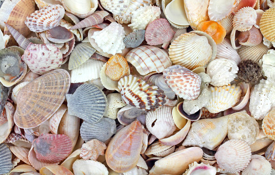 Small seashells
