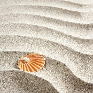 beach white sand pearl shell clam macro