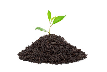 Black tea with leafs