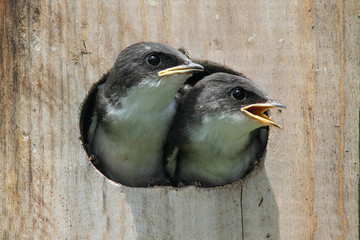 Baby Birds In a Bird House