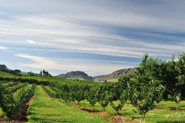 Naklejka premium Vineyards and Orchards in Osoyoos, Okanagan Valley