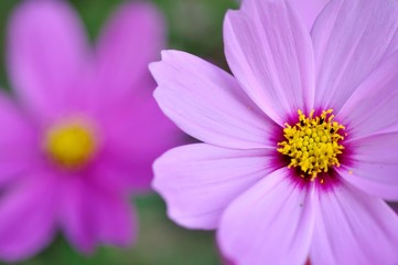 Obraz premium 波斯菊