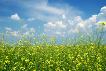 Yellow flower field with blue sky