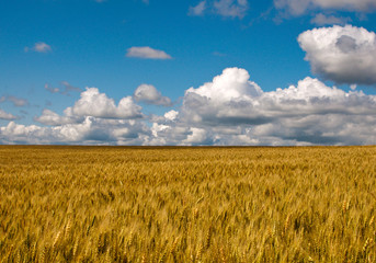 Wheat Field