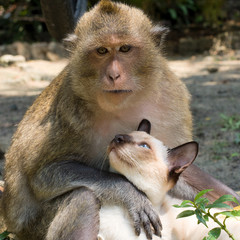 Monkey hugging cat