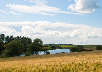 wheat field © vovaklak