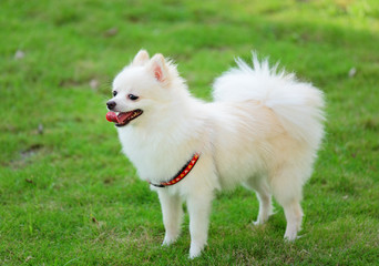 adorable white pomeranian