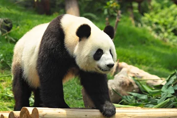 Meubelstickers Panda panda