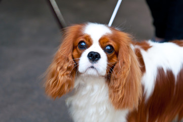 King Charles Spaniel