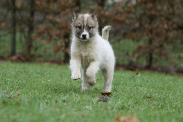 young greenland dog running