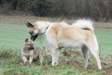 maman et chiot du Groenland ensemble dehors