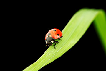 ladybug isolated on black