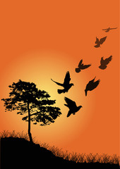 Obrazy na Szkle  ptaki w pobliżu drzewa o pomarańczowym zachodzie słońca