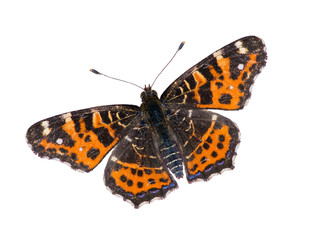 Fototapeta na wymiar beautiful brown and orange butterfly