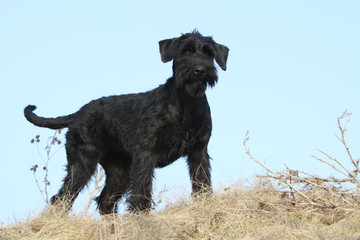 schnauzer montant la garde