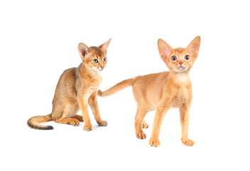 Abyssinian kittens isolated on white background