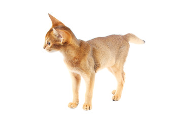 Abyssinian kitty isolated on white