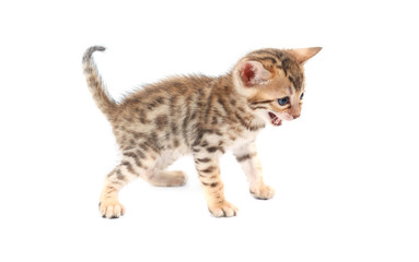 Cute bengal kitten isolated