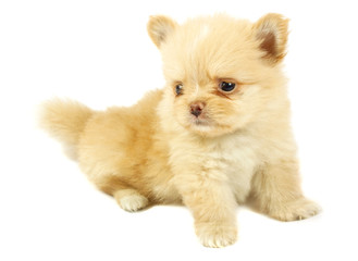 Obraz premium small chihuahua puppy