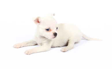 small chihuahua puppy
