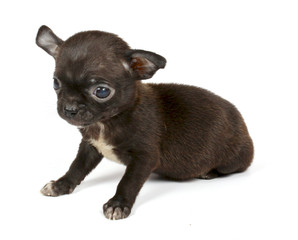 small chihuahua puppy