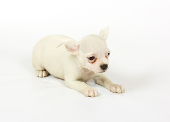 small chihuahua puppy