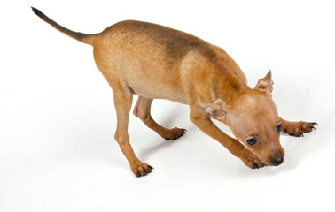 small chihuahua puppy