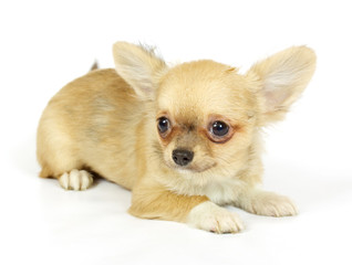 small chihuahua puppy