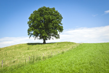 tree green meadow