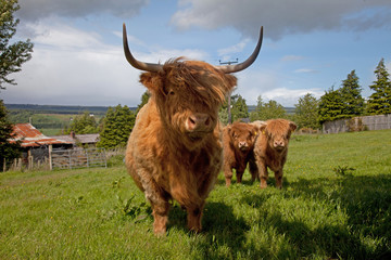 Highland cattle