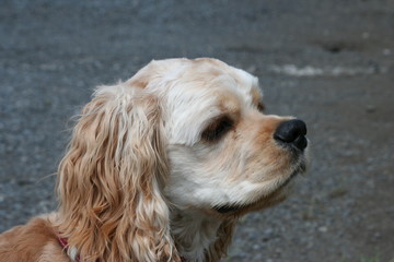 アメリカンコッカースパニエル