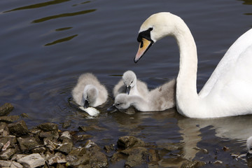 Höckerschwan mit Küken