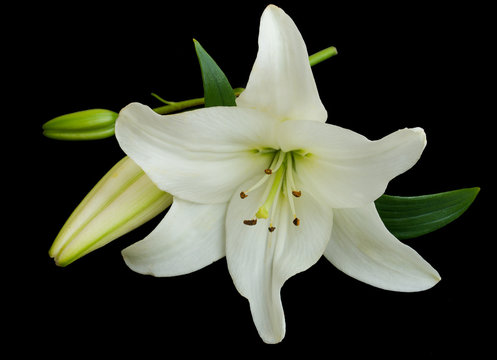 White lily on a black background