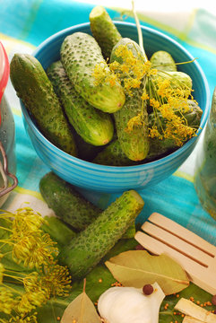 fresh cucumbers  for preparing pickles
