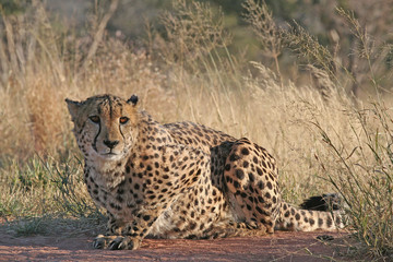 Fototapeta na wymiar Cheetah 2