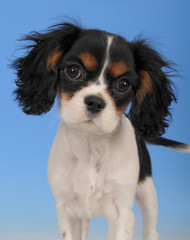 CAVALIER KING